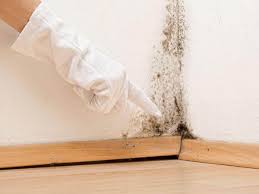 Mold Removal